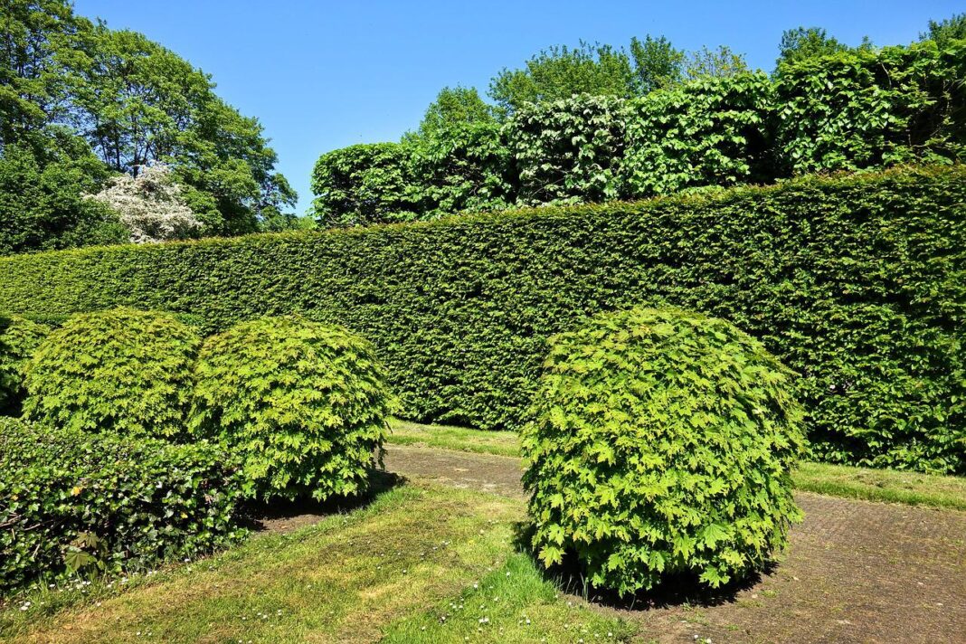 siepe con la foglia elegante e lucida